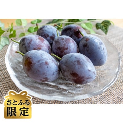 【さとふる限定】信州ハピネスフルーツ　完熟プルーン1kg　【季節限定・希少】