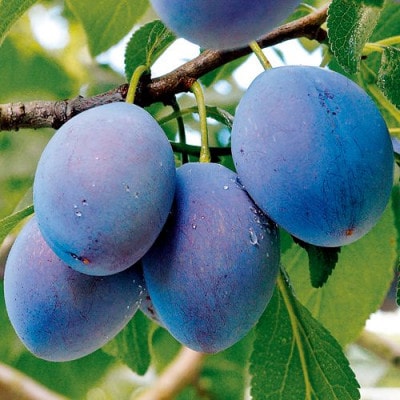 【さとふる限定】信州ハピネスフルーツ　完熟プルーン1kg　【季節限定・希少】