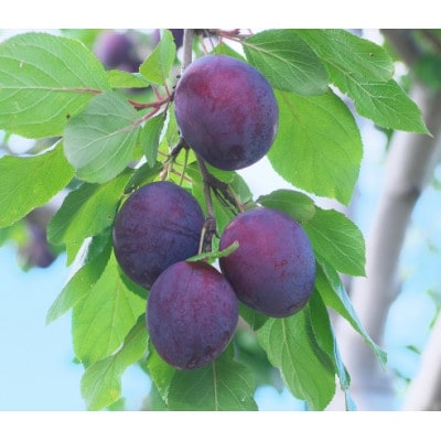 【さとふる限定】信州ハピネスフルーツ　完熟プルーン1kg　【季節限定・希少】