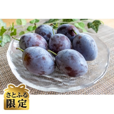 【さとふる限定】信州ハピネスフルーツの『プルーン』約2kg【家庭用】