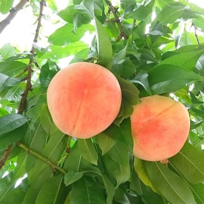 【さとふる限定】信州ハピネスフルーツの『ワッサー&桃』約5kg【家庭用・限定セット】