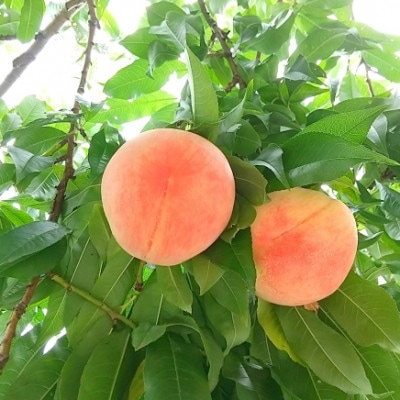 【さとふる限定】信州ハピネスフルーツ　希少ワッサー&桃2種セット2kg【夏季限定】