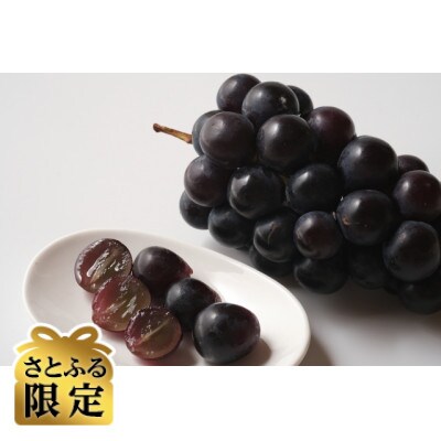 【さとふる限定】信州ハピネスフルーツ【ナガノパープル1房&ナガノパープル粒500g】