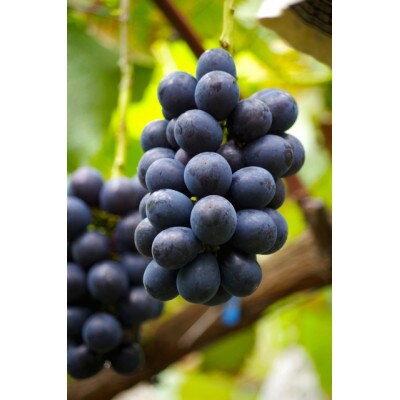 【さとふる限定】信州ハピネスフルーツ【ナガノパープル1房&ナガノパープル粒500g】