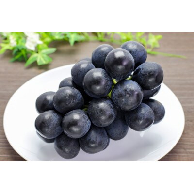【さとふる限定】信州ハピネスフルーツ【ナガノパープル1房&ナガノパープル粒500g】