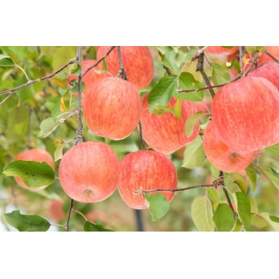 【さとふる限定】信州ハピネスフルーツ厳選*旬のりんご2種食べ比べ3kgセット