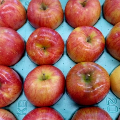 【さとふる限定】信州ハピネスフルーツ『 シナノスイート』 5kg 家庭用 甘く香る