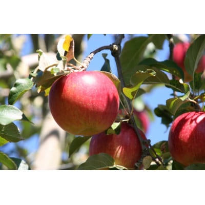 【さとふる限定】信州ハピネスフルーツ『 シナノスイート』 5kg 家庭用 甘く香る