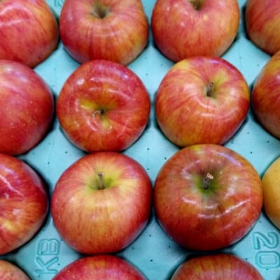 【さとふる限定】信州ハピネスフルーツ極上シナノスイート3kg甘く香る 長野県産 贈答用