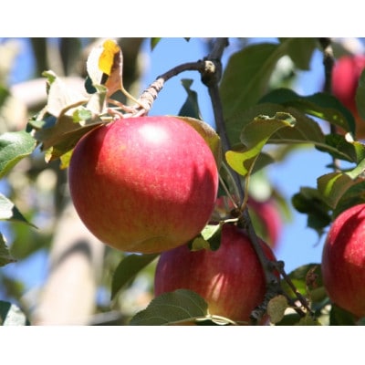 【さとふる限定】信州ハピネスフルーツ極上シナノスイート3kg甘く香る 長野県産 贈答用