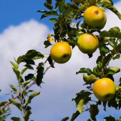 【さとふる限定】信州ハピネスフルーツ『 シナノゴールド』【家庭用】5kg 香り爽やか