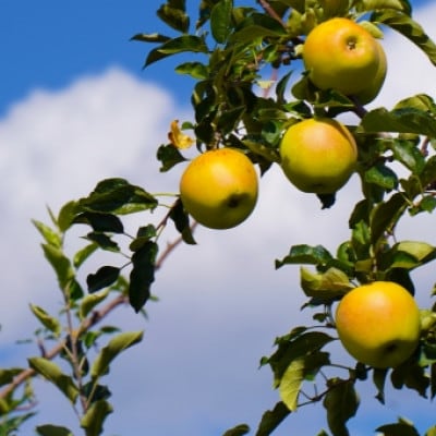 【さとふる限定】信州ハピネスフルーツ 極上シナノゴールド3kg香り爽やか【贈答用 】