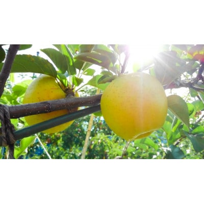 【さとふる限定】信州ハピネスフルーツ 極上ぐんま名月 3kg 蜜香るりんご【贈答用】