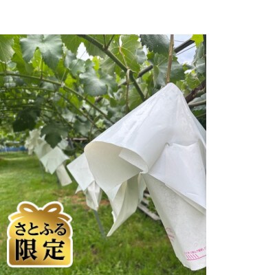 【さとふる限定】信州産シャインマスカット4房(2kg以上・極上の甘さ)