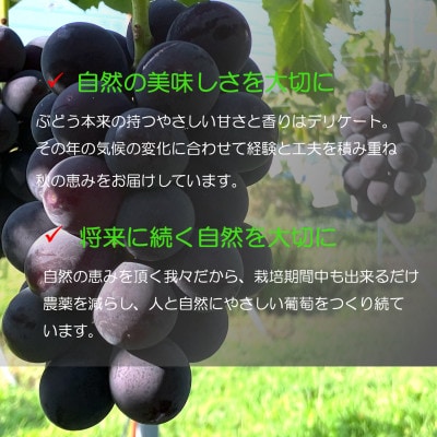【長野県産】種なし巨峰 約2kg(約4～6房)わだぶどう【2026年発送】