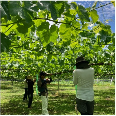 【長野県産】種なし巨峰 約2kg(約4～6房)わだぶどう【2026年発送】