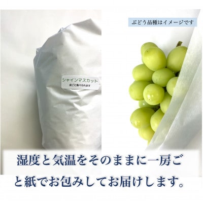 【長野県産】種なし巨峰 約2kg(約4～6房)わだぶどう【2026年発送】