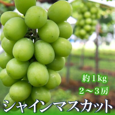 【長野県】シャインマスカット 約1kg(約2～3房)《わだぶどう》■2026年発送■