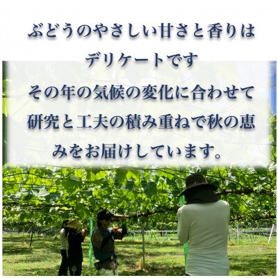 【長野県】シャインマスカット 約1kg(約2～3房)《わだぶどう》■2026年発送■