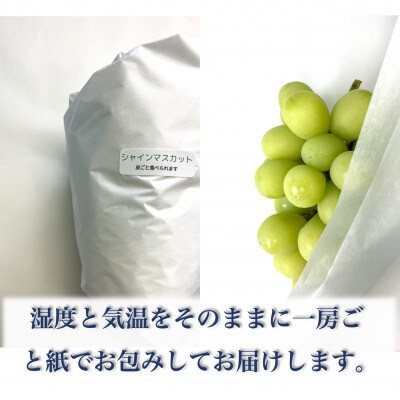 【長野県】シャインマスカット 約1kg(約2～3房)《わだぶどう》■2026年発送■