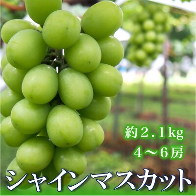 【長野県産】シャインマスカット 約2.1kg(約4～6房)《わだぶどう》■2026年発送■
