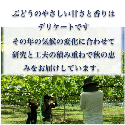 【長野県産】シャインマスカット 約2.1kg(約4～6房)《わだぶどう》■2026年発送■