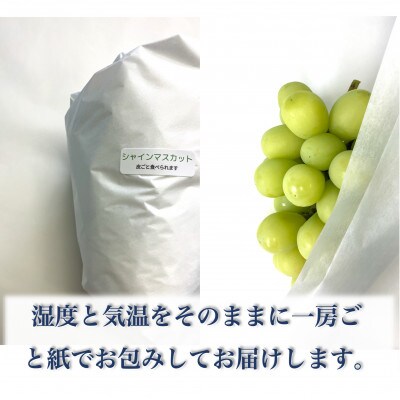 【長野県産】シャインマスカット 約2.1kg(約4～6房)《わだぶどう》■2026年発送■