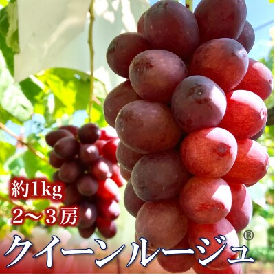 【長野県産】クイーンルージュ  約1kg(約2～3房)《わだぶどう》■2026年発送■