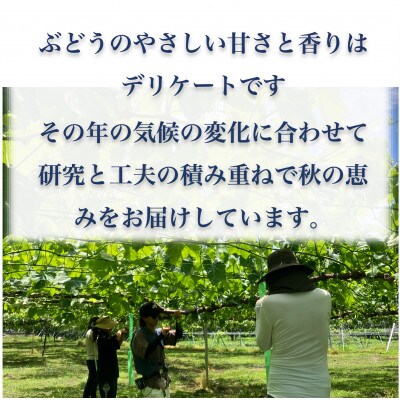 【長野県産】クイーンルージュ  約1kg(約2～3房)《わだぶどう》■2026年発送■