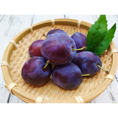 信州産プルーン 計約1.5kg 品種おまかせ