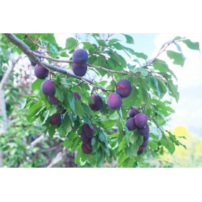 信州産プルーン 計約1.5kg 品種おまかせ