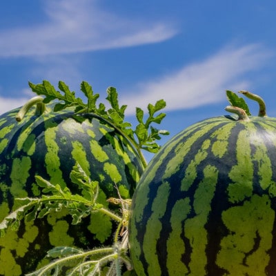 高級黄色すいか 金色羅王　計2～3L 1個