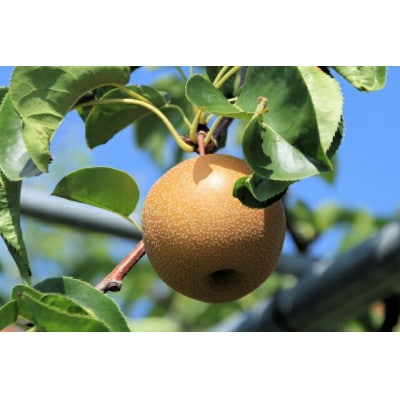 信州産 梨 計3kg