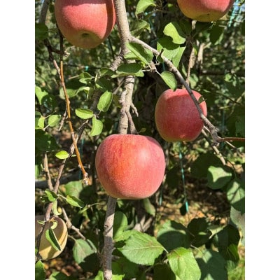 信州産訳ありりんご約3kg(8～12玉)