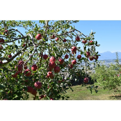 信州産訳ありりんご約3kg(8～12玉)