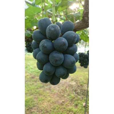 匠のナガノパープル 1kg|種なし・皮ごと食べられる、長野生まれの黒ぶどうです