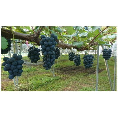 匠のナガノパープル 2kg|種なし・皮ごと食べられる、長野生まれの黒ぶどうです