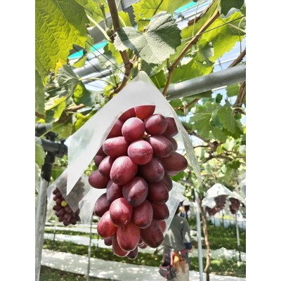 匠のクイーンルージュ(R) 1kg|鮮やかな赤色と、濃厚な甘みが特徴のぶどうです