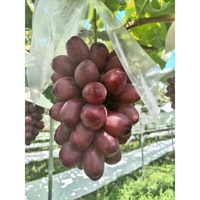 匠のクイーンルージュ(R) 2kg|鮮やかな赤色と、濃厚な甘みが特徴のぶどうです