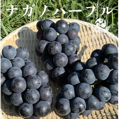 【数量限定】2025年日本野菜ソムリエ協会ぶどう選手権銀賞受賞 ナガノパープル　計1.7kg