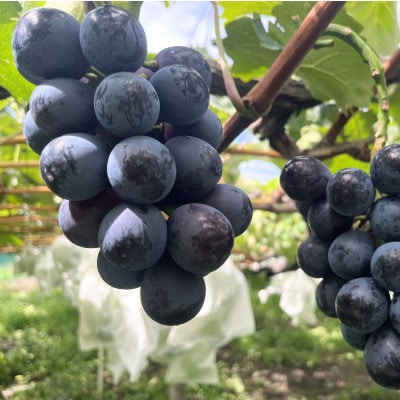 【数量限定】2025年日本野菜ソムリエ協会ぶどう選手権銀賞受賞 ナガノパープル　計1.7kg