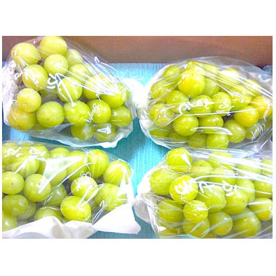 長野県産ぶどう・シャインマスカット2kg