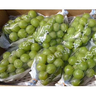 長野県産ぶどう・シャインマスカット3kg