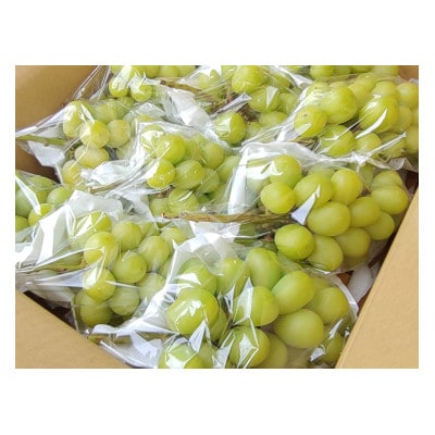 長野県産ぶどうシャインマスカット450g×9袋