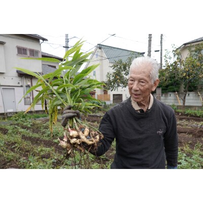 健康ピクルス 4本セット(種類はお任せ)