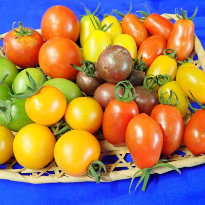 旬の野菜の収穫体験と採りたて野菜の料理講習(1グループ大人4名様または大人2名+子供3名様まで)