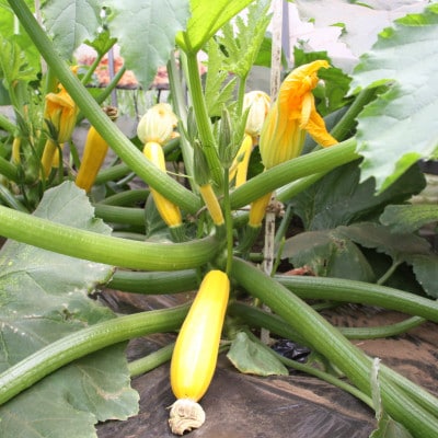 旬の野菜の収穫体験と採りたて野菜の料理講習(1グループ大人4名様または大人2名+子供3名様まで)