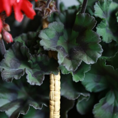 秋田緑花農園のゼラニウム ムーンライト トゥンバオ 2ポット お礼品詳細 ふるさと納税なら さとふる