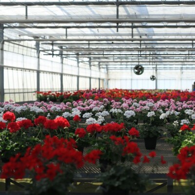 秋田緑花農園のゼラニウム ムーンライト トゥンバオ 2ポット お礼品詳細 ふるさと納税なら さとふる