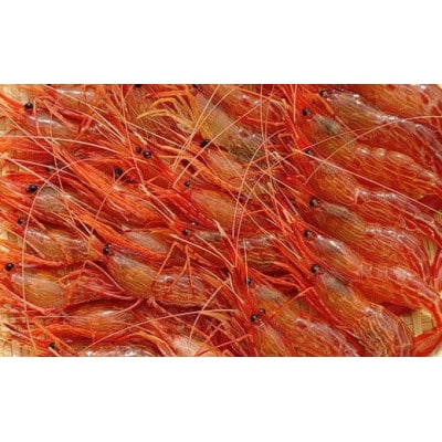 冷凍シマエビ　500g(約40尾)
